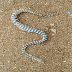 Hydrophis schistosus